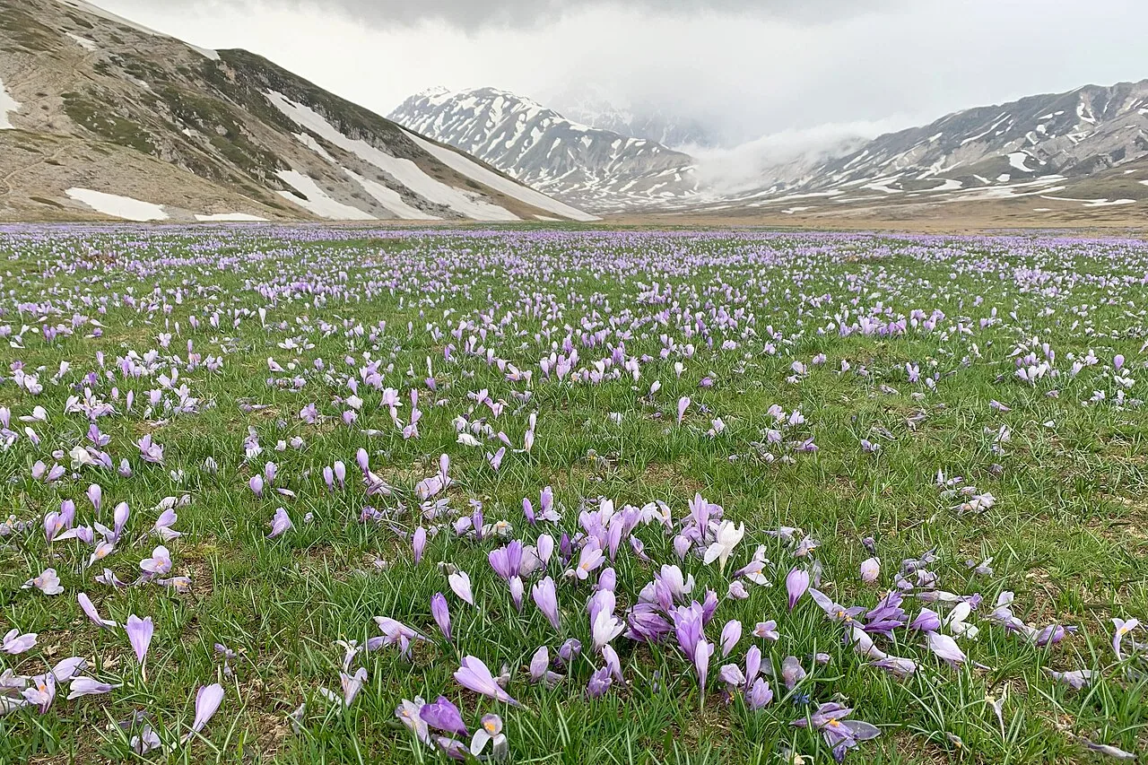 La fioritura sull'altipiano di Campo Imperatore