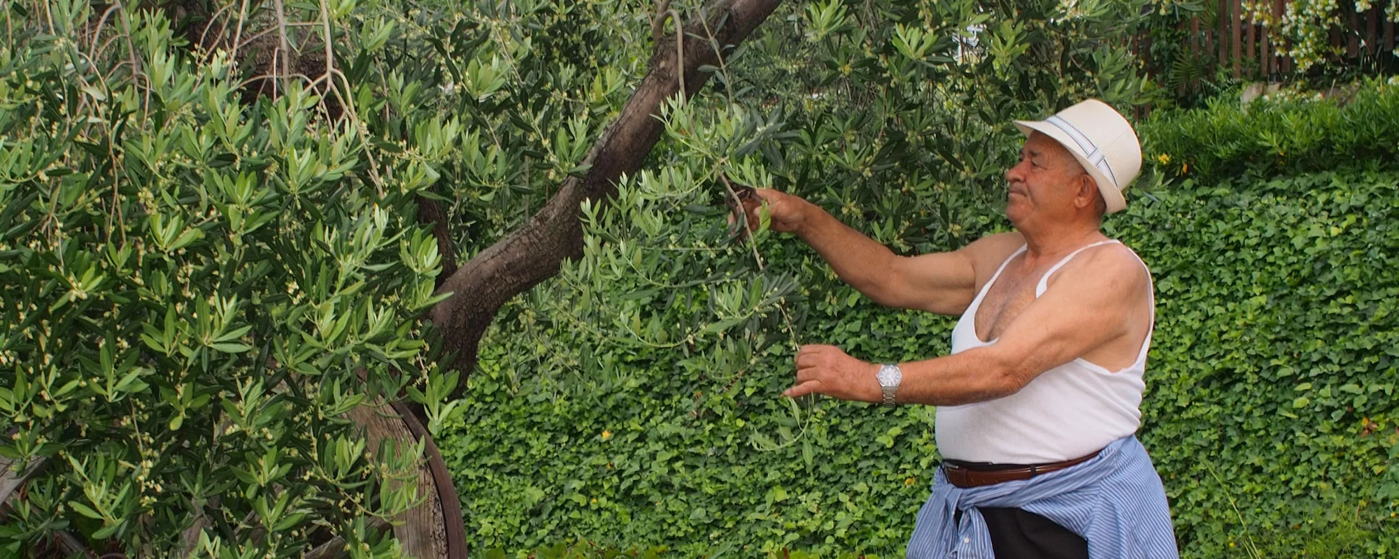 La raccolta delle olive sulla collina di Silvi